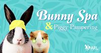 Bunny Spa